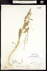 Sinapis arvensis image