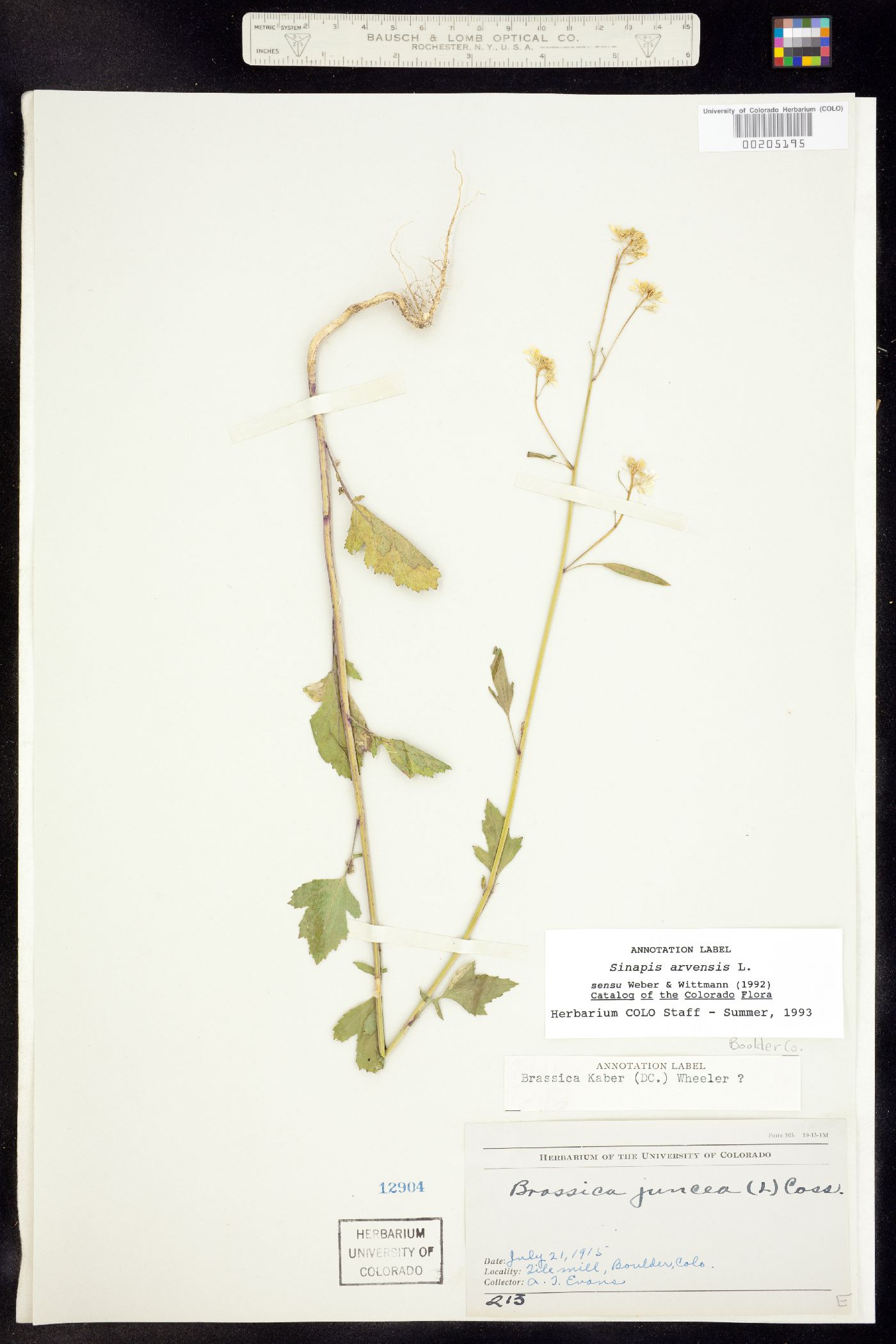 Sinapis image