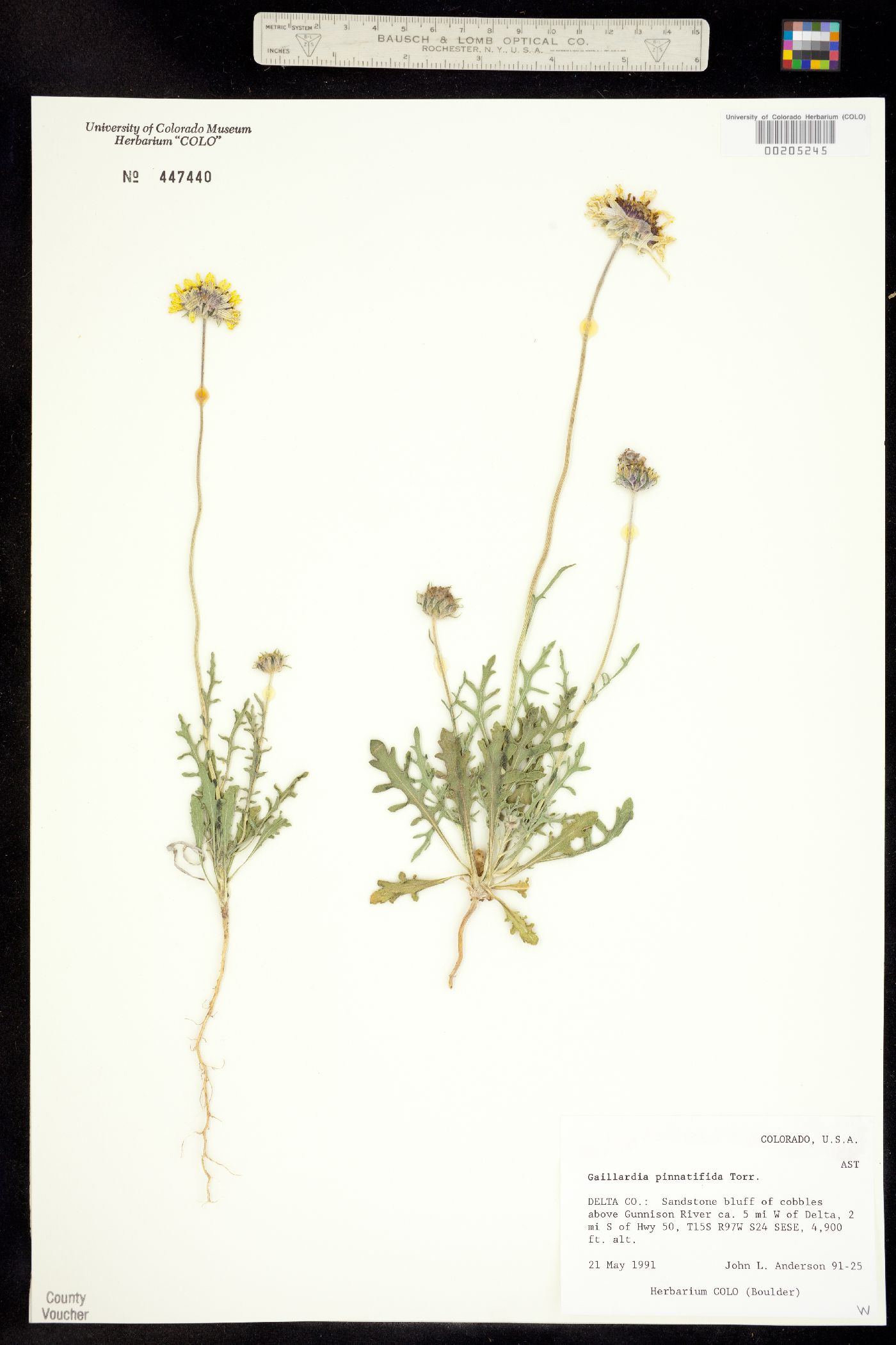 Gaillardia pinnatifida image