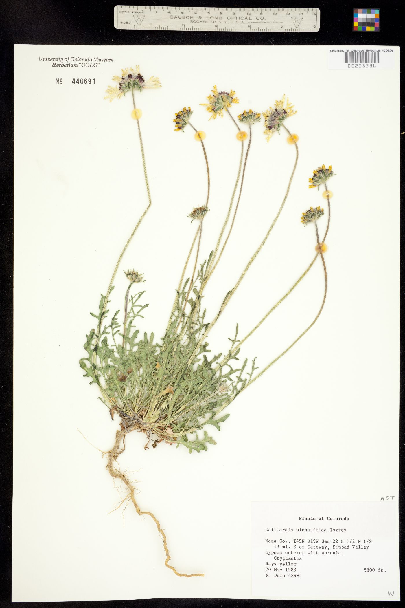 Gaillardia pinnatifida image