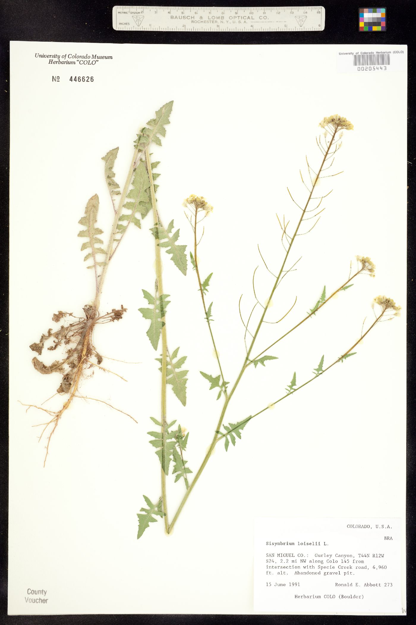 Sisymbrium image