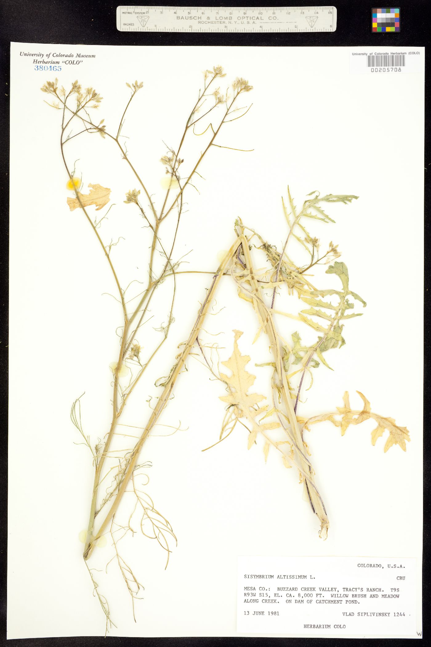 Sisymbrium altissimum image