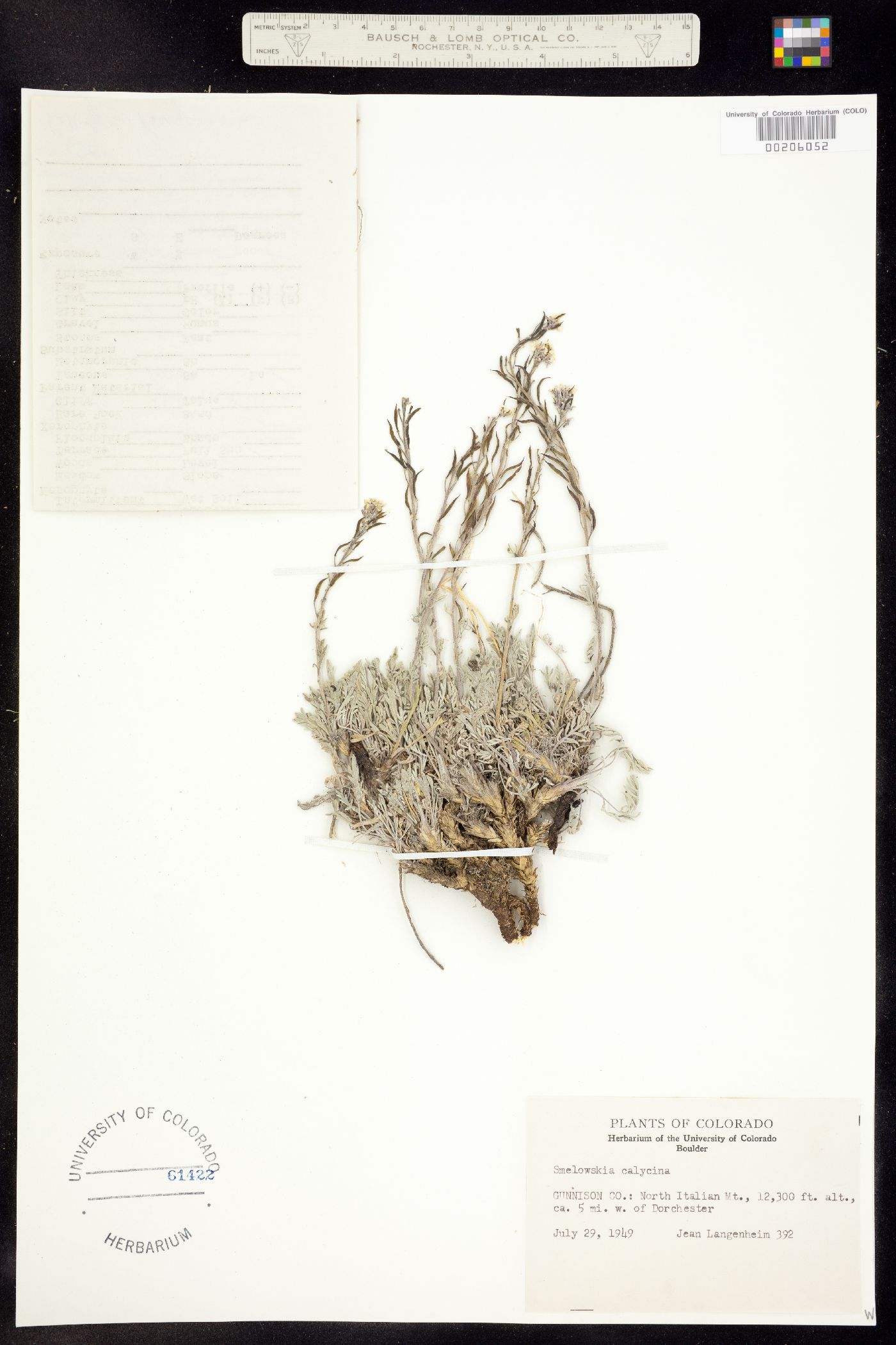 Smelowskia calycina image