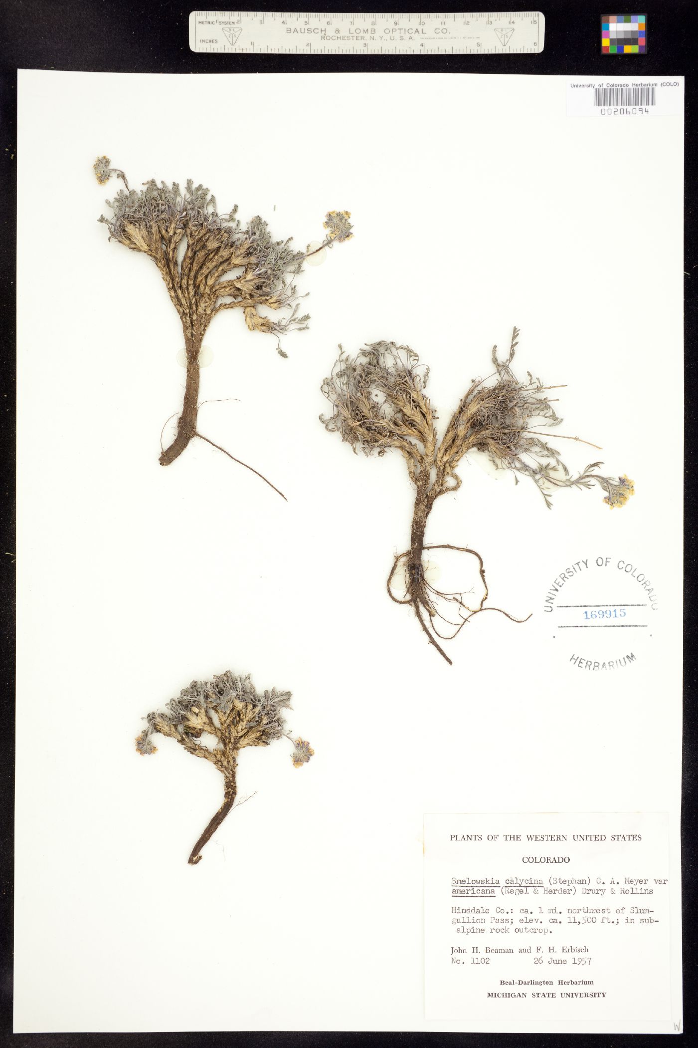 Smelowskia calycina image