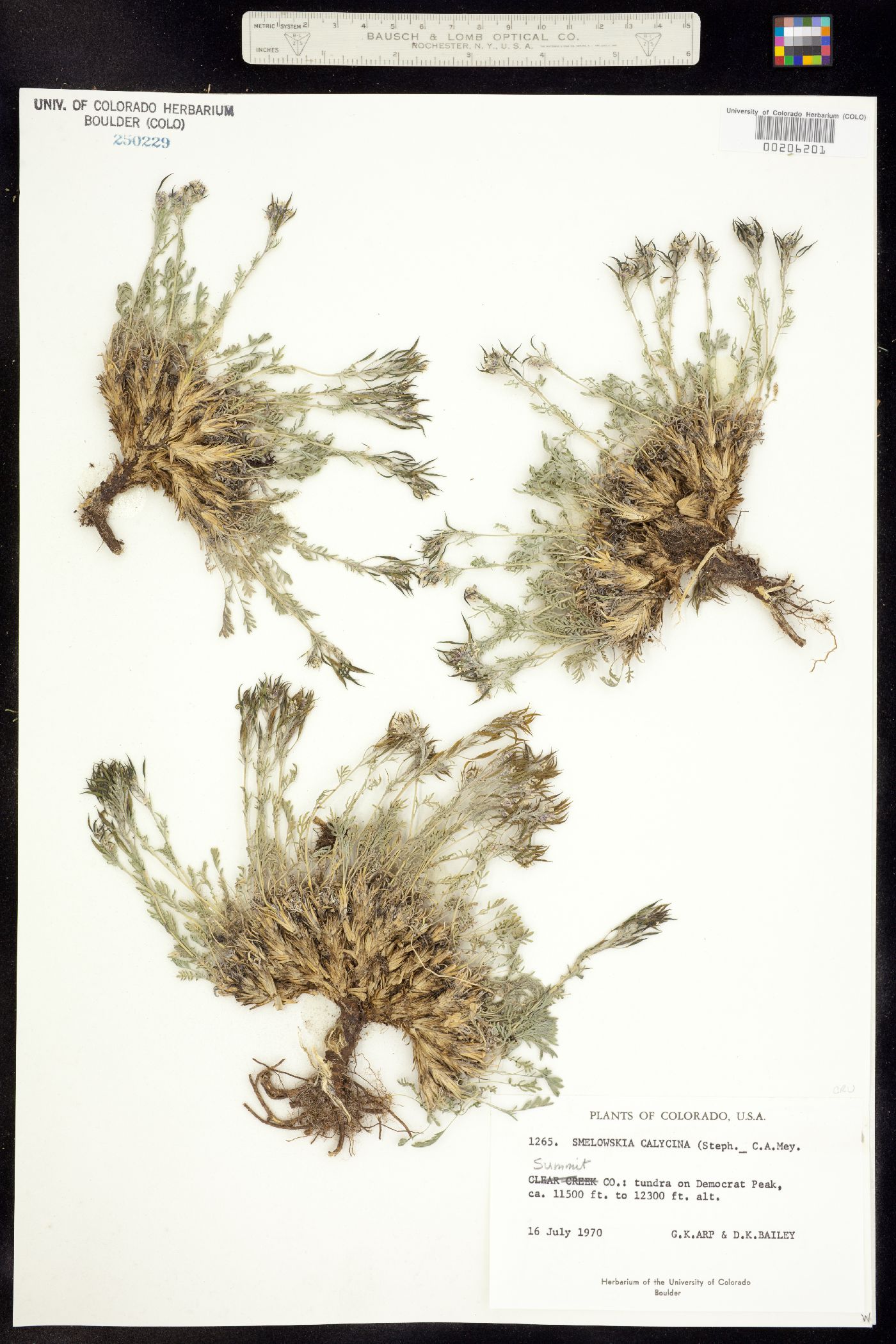 Smelowskia calycina image