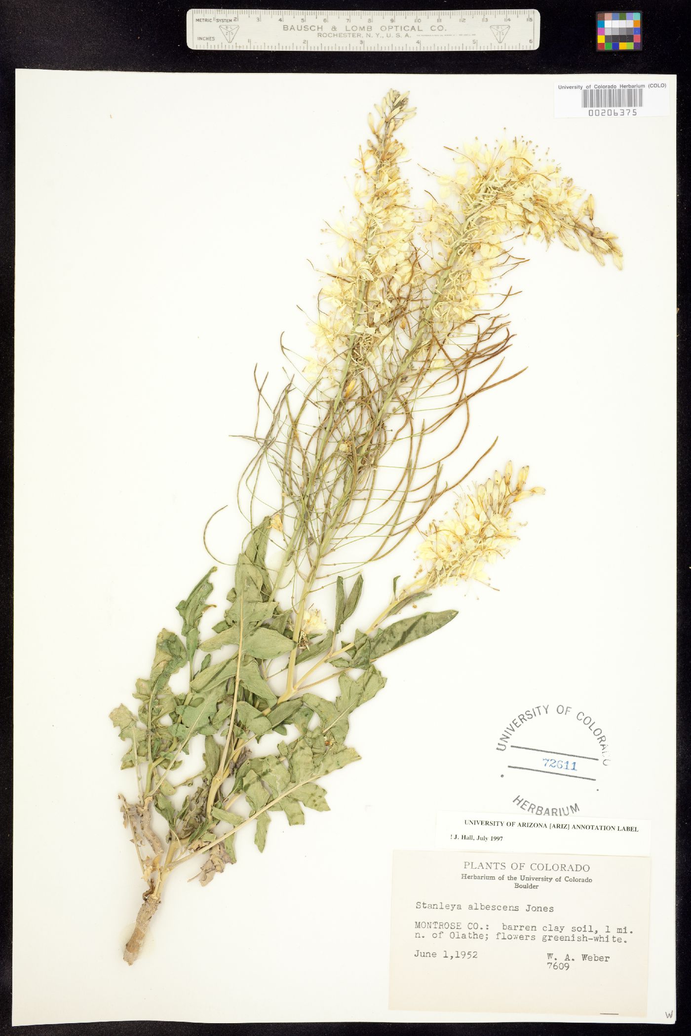 Stanleya albescens image