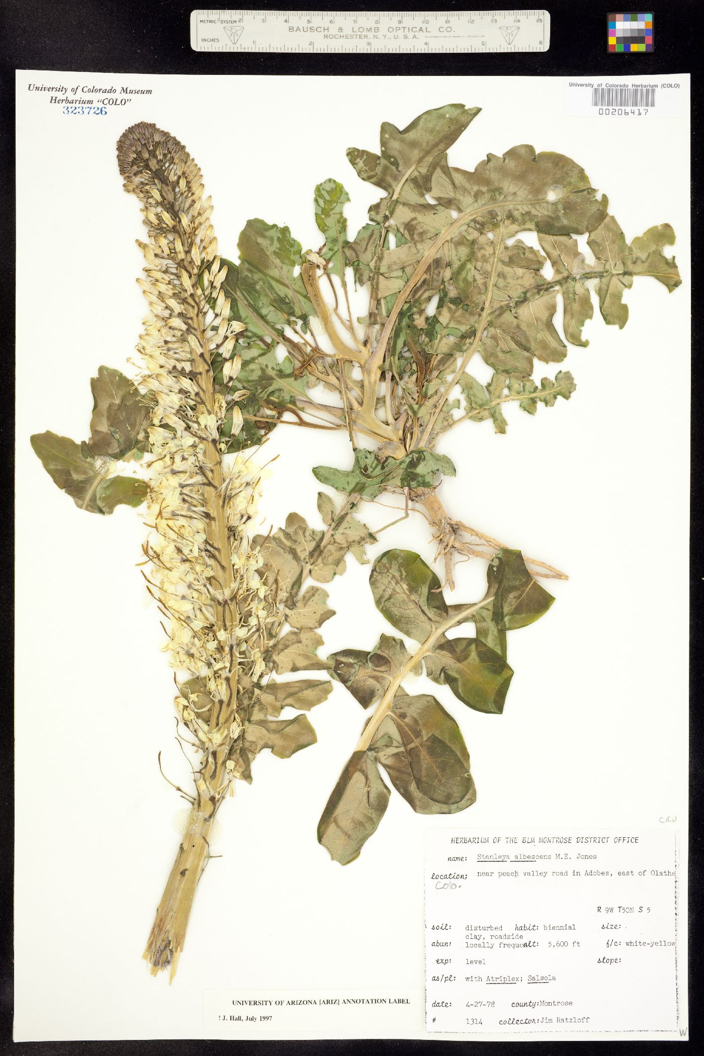 Stanleya albescens image