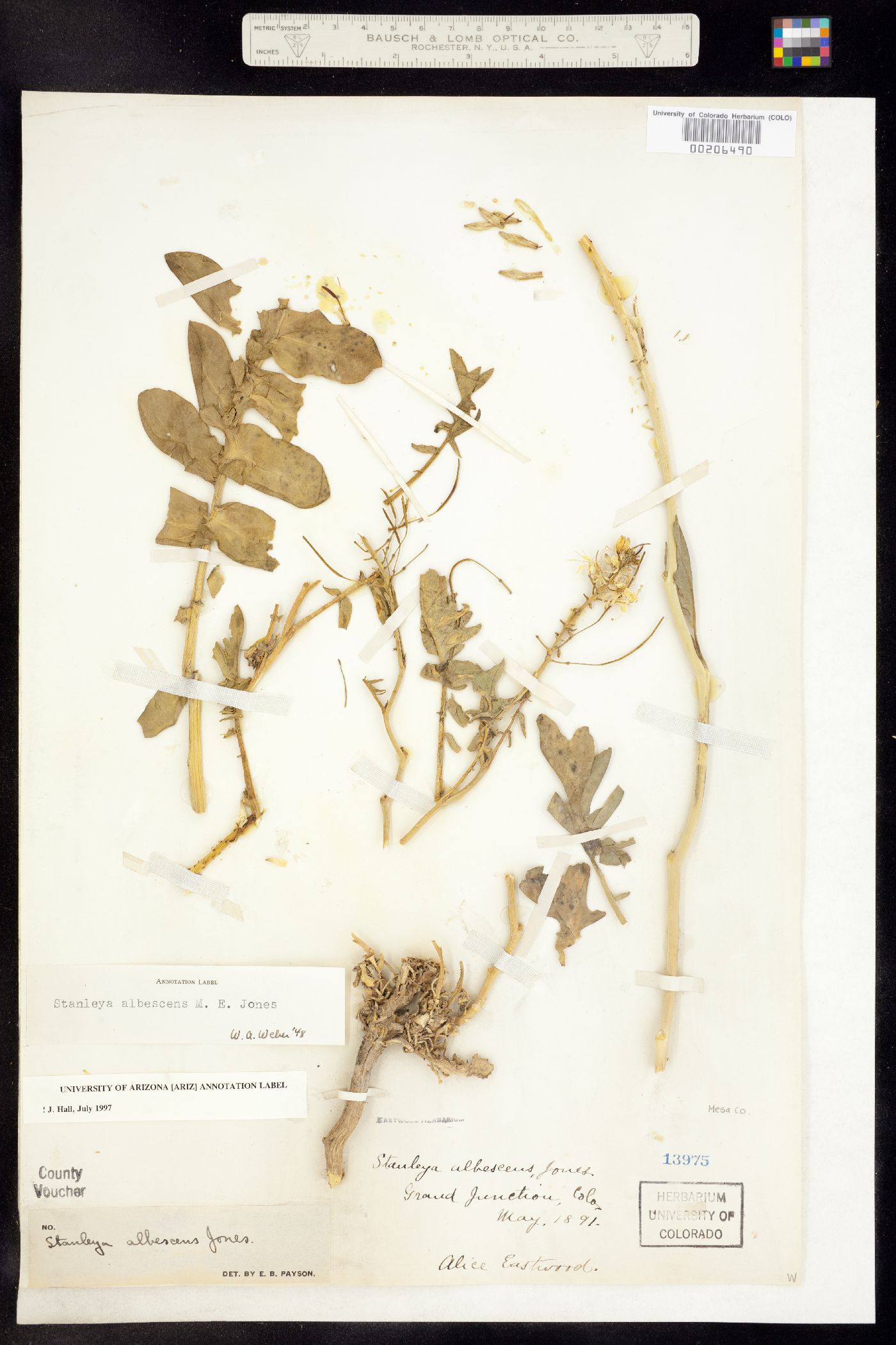 Stanleya albescens image