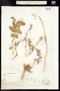 Stanleya albescens image