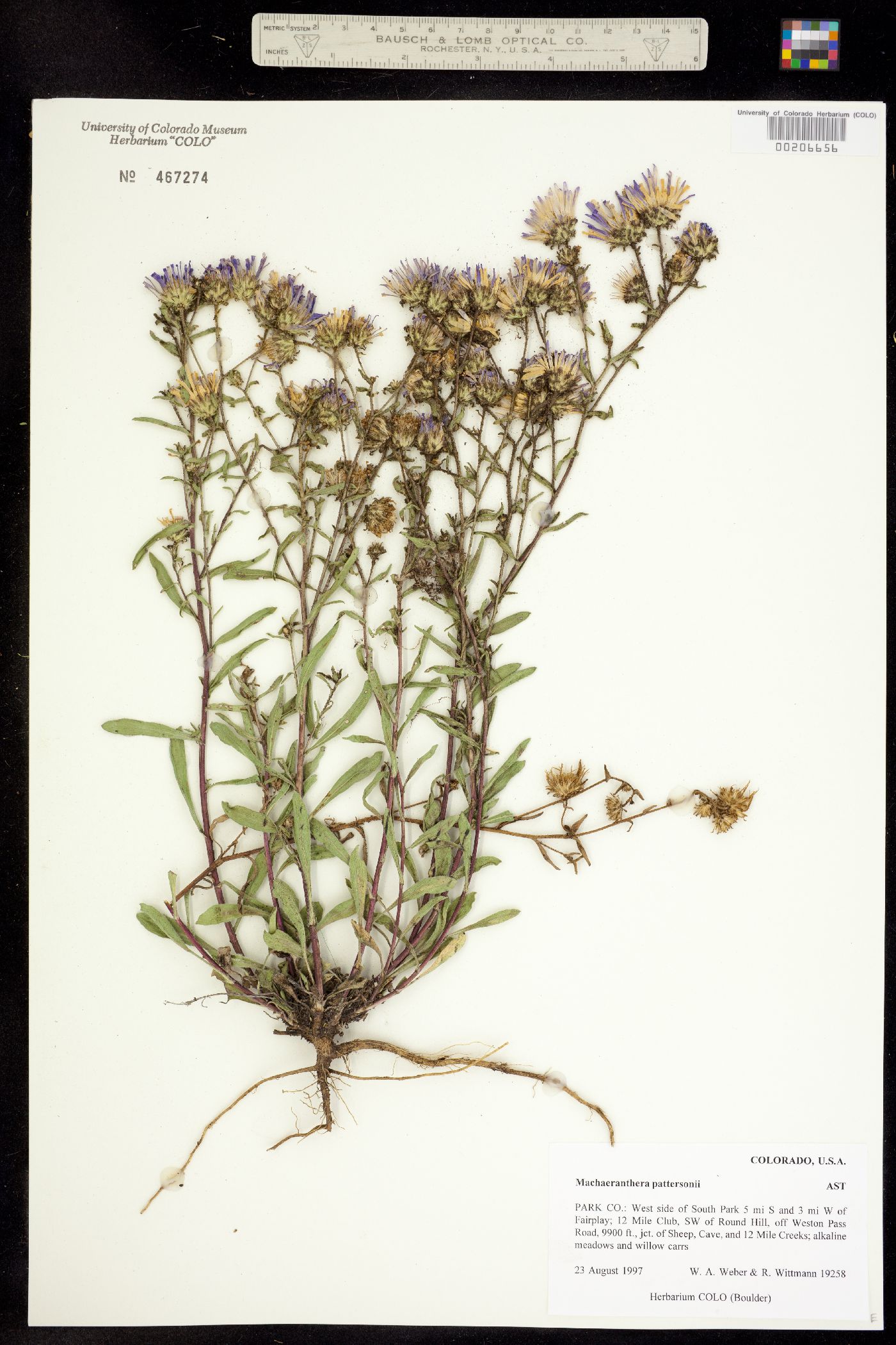 Machaeranthera pattersonii image