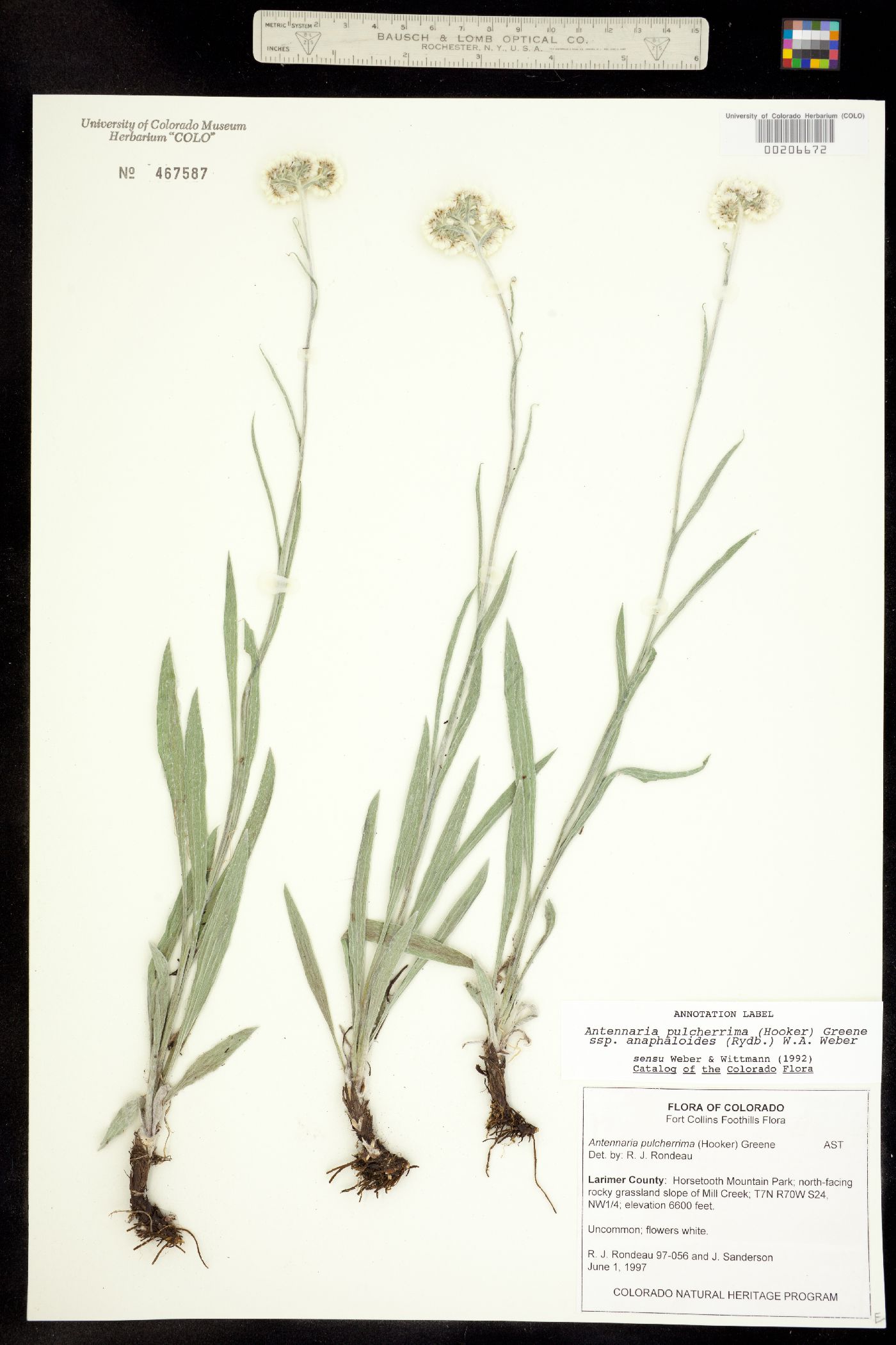 Antennaria pulcherrima image