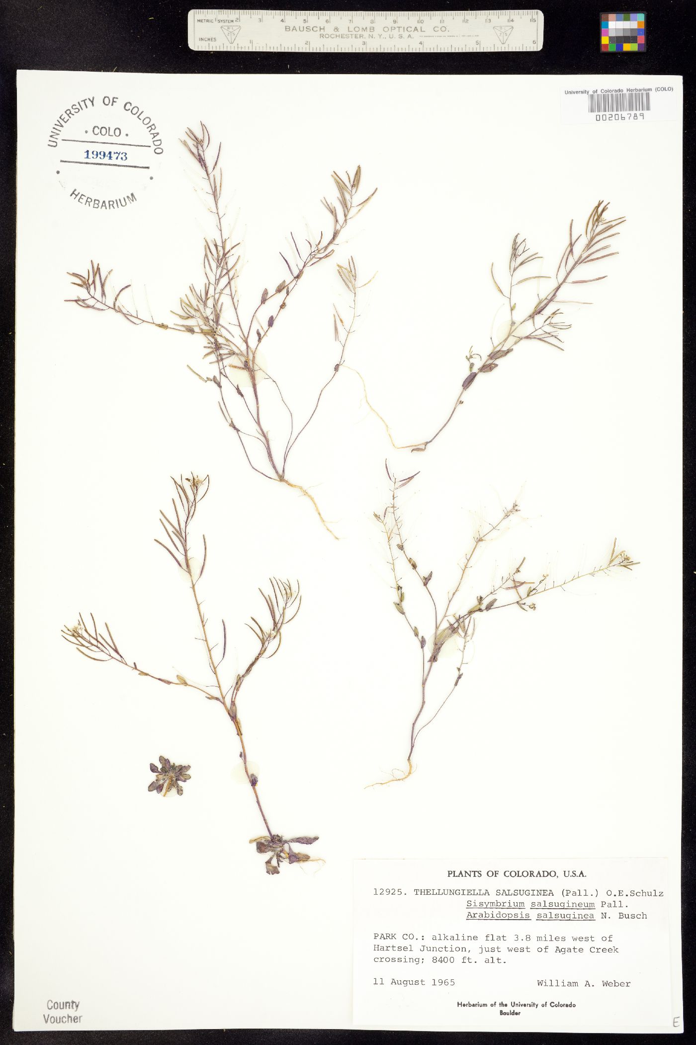 Thellungiella salsuginea image