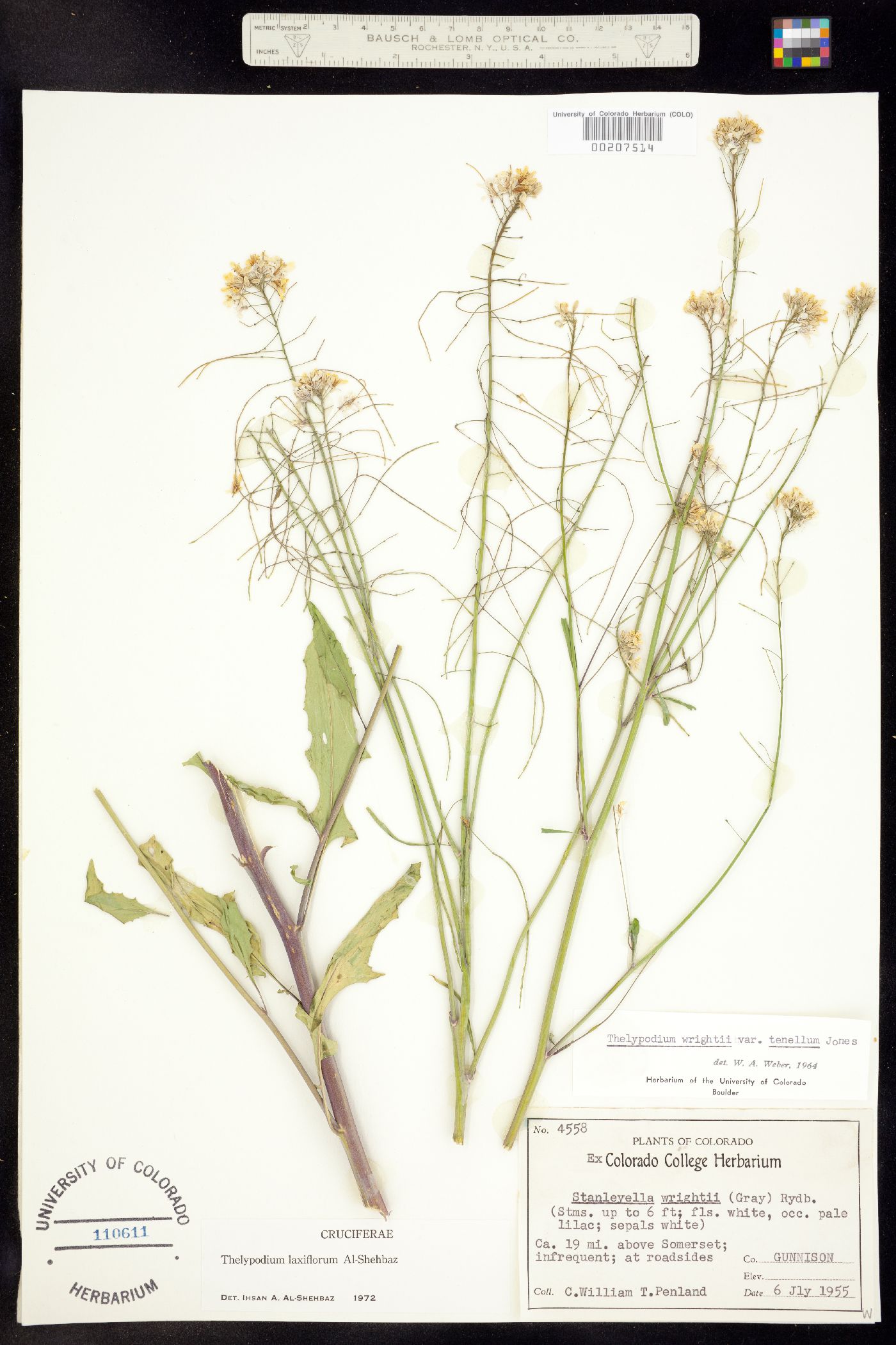Thelypodium laxiflorum image