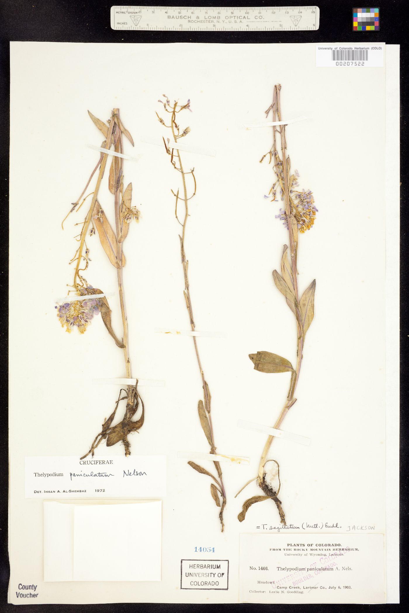 Thelypodium paniculatum image