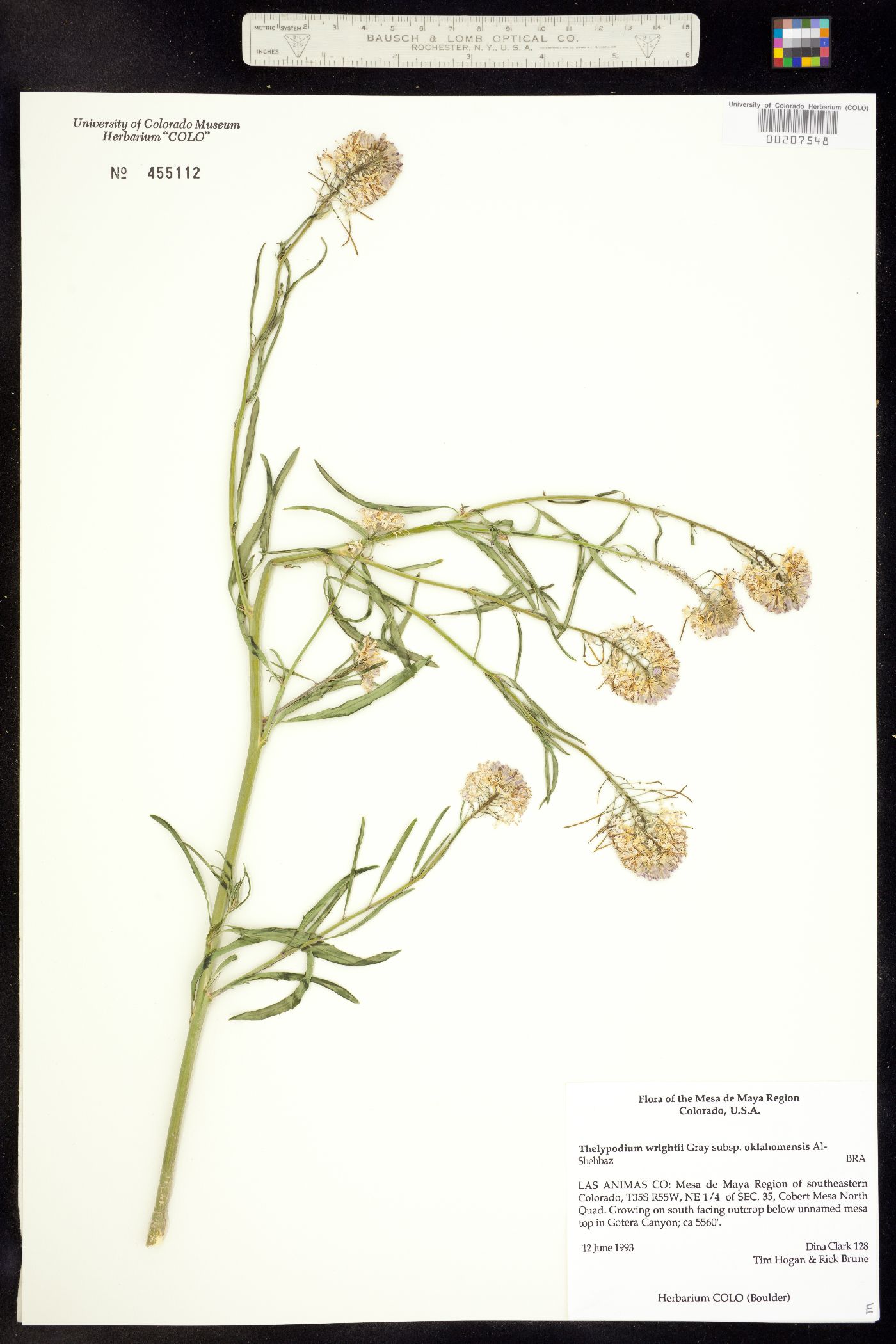 Thelypodium wrightii ssp. oklahomensis image