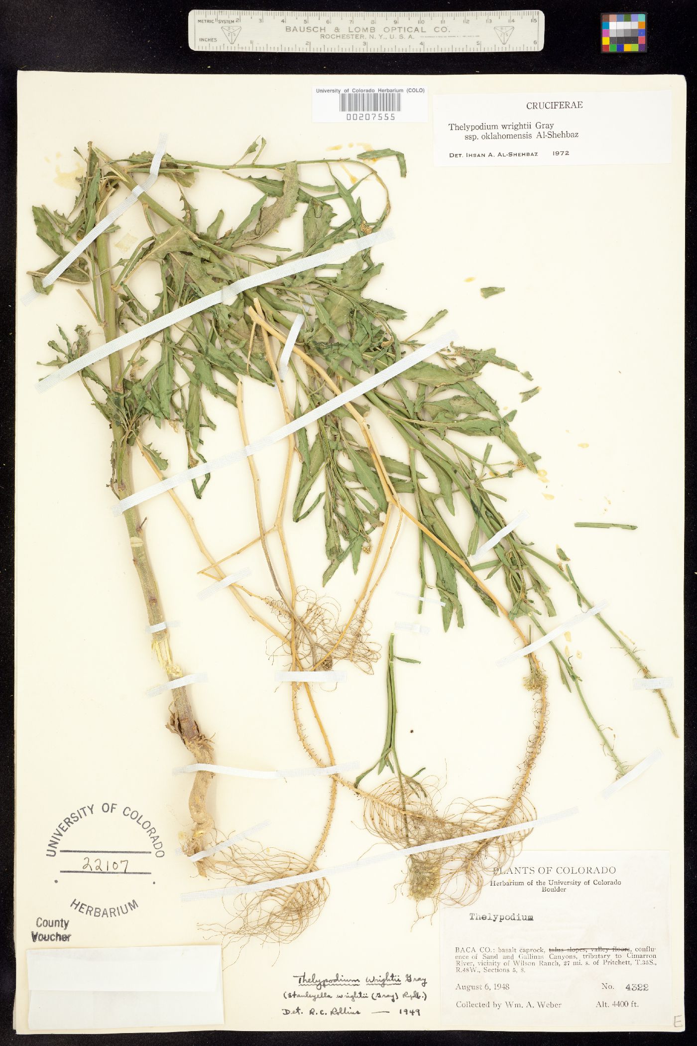 Thelypodium wrightii ssp. oklahomensis image