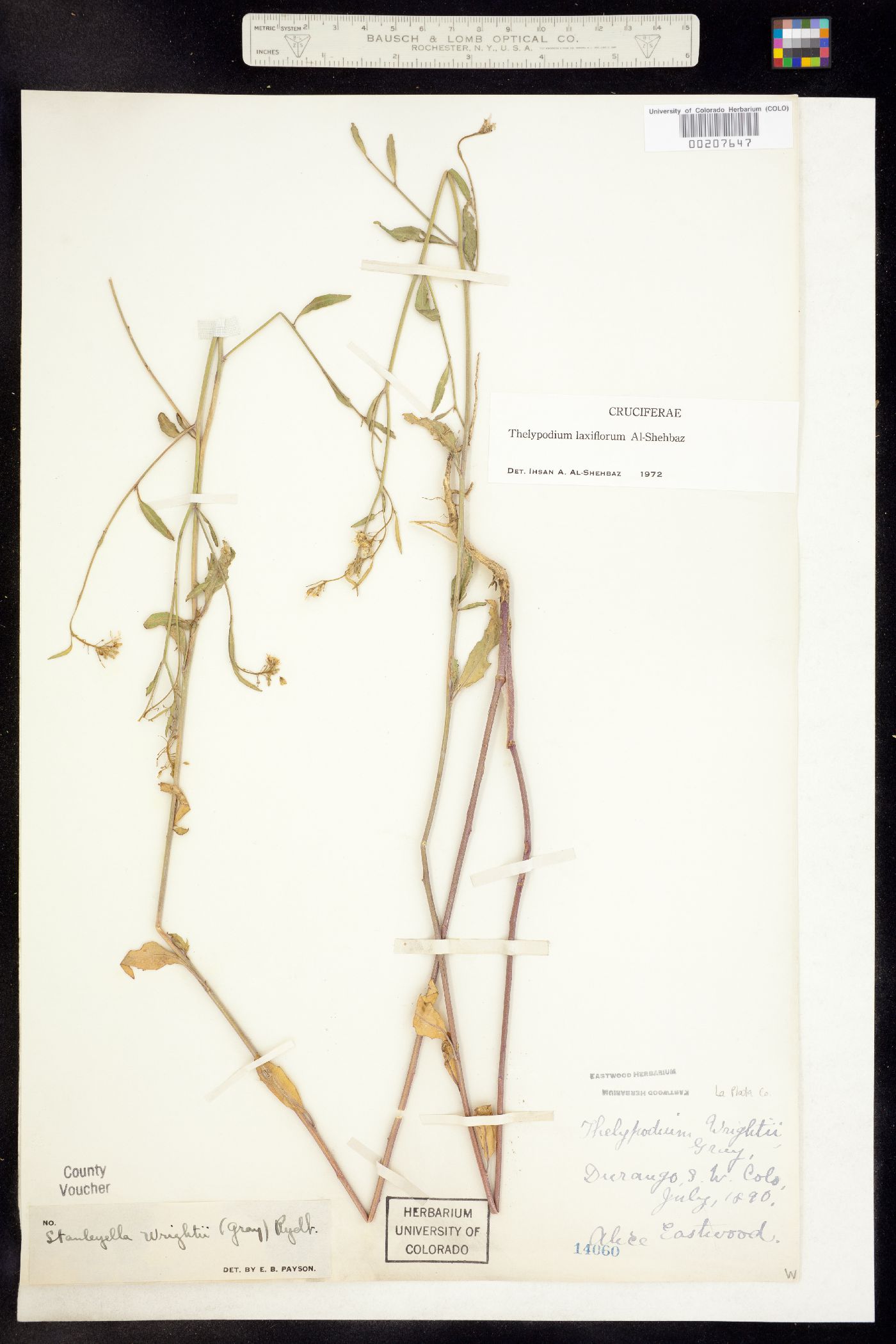 Thelypodium laxiflorum image