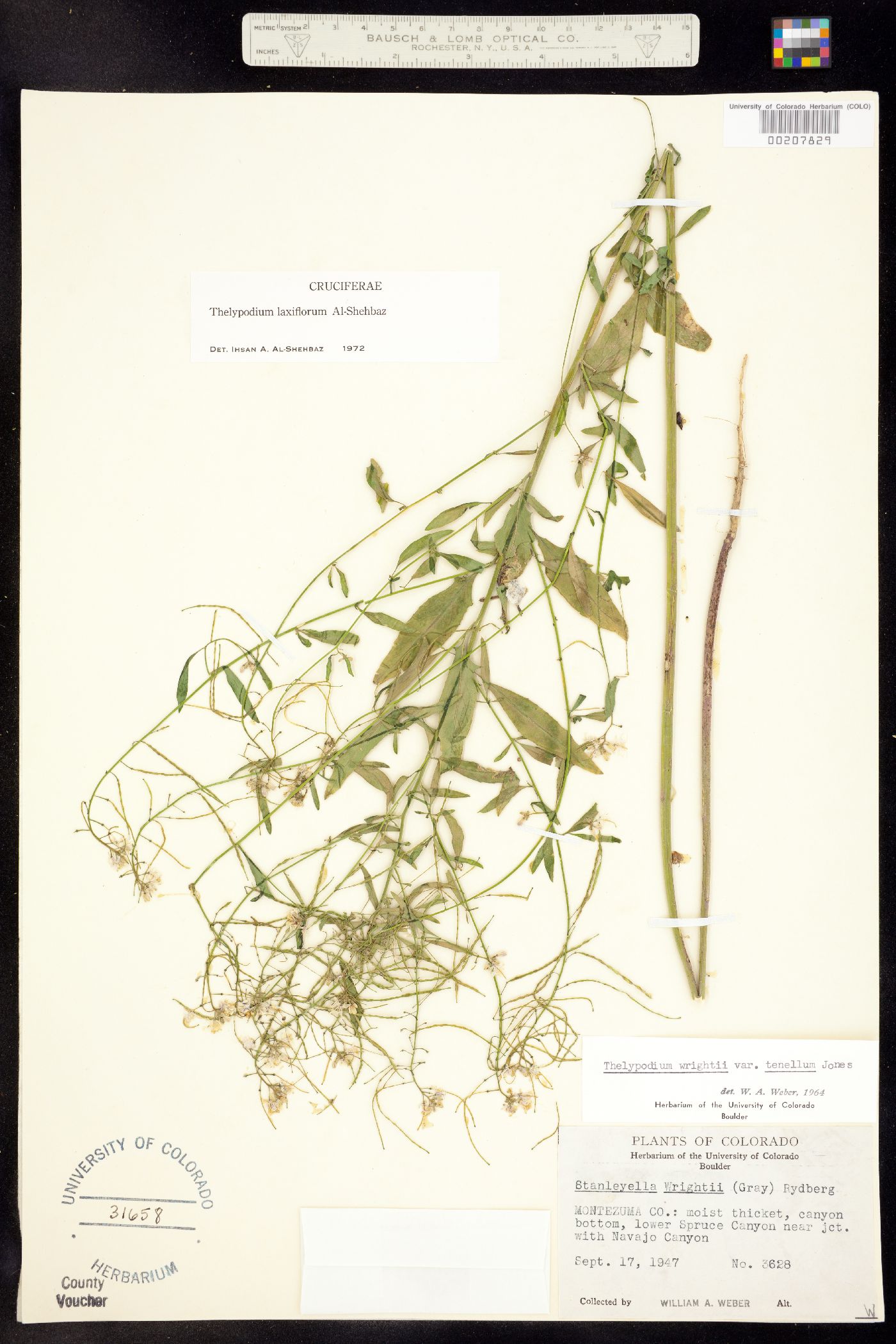 Thelypodium laxiflorum image