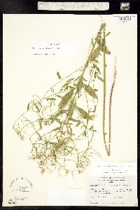 Thelypodium laxiflorum image