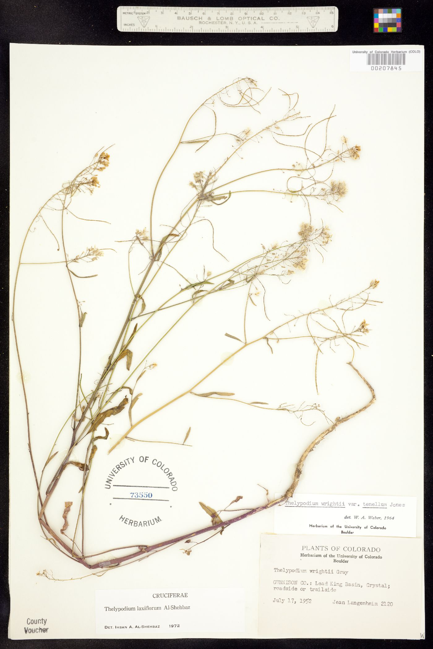 Thelypodium laxiflorum image