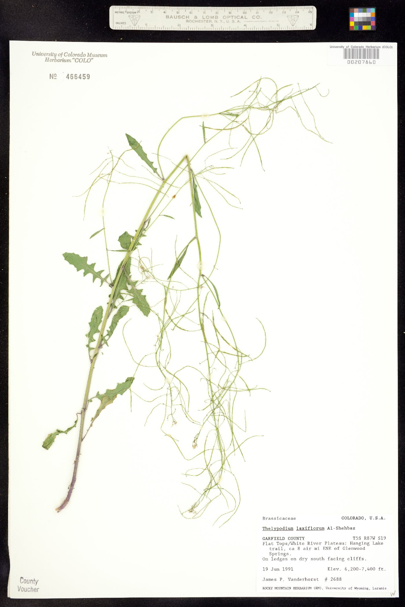 Thelypodium laxiflorum image