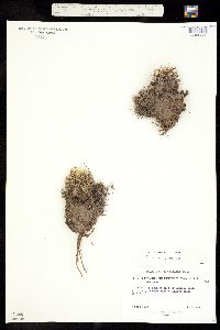 Escobaria missouriensis ssp. missouriensis image