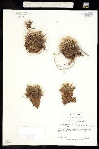 Escobaria missouriensis ssp. missouriensis image