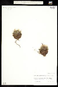 Escobaria missouriensis image