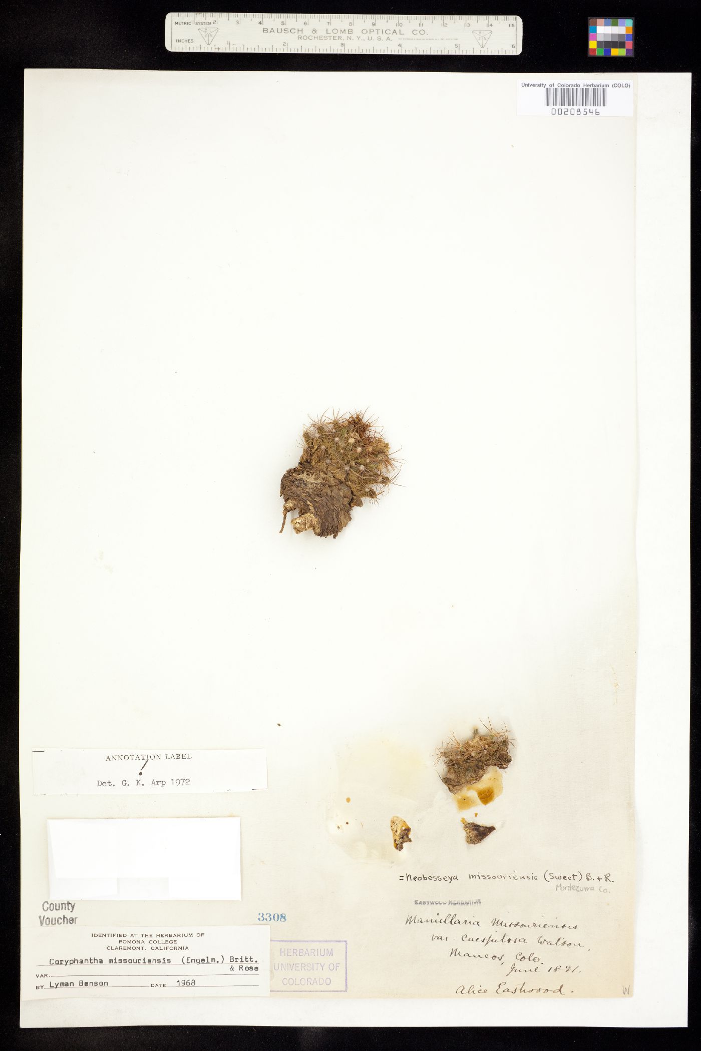 Escobaria missouriensis image