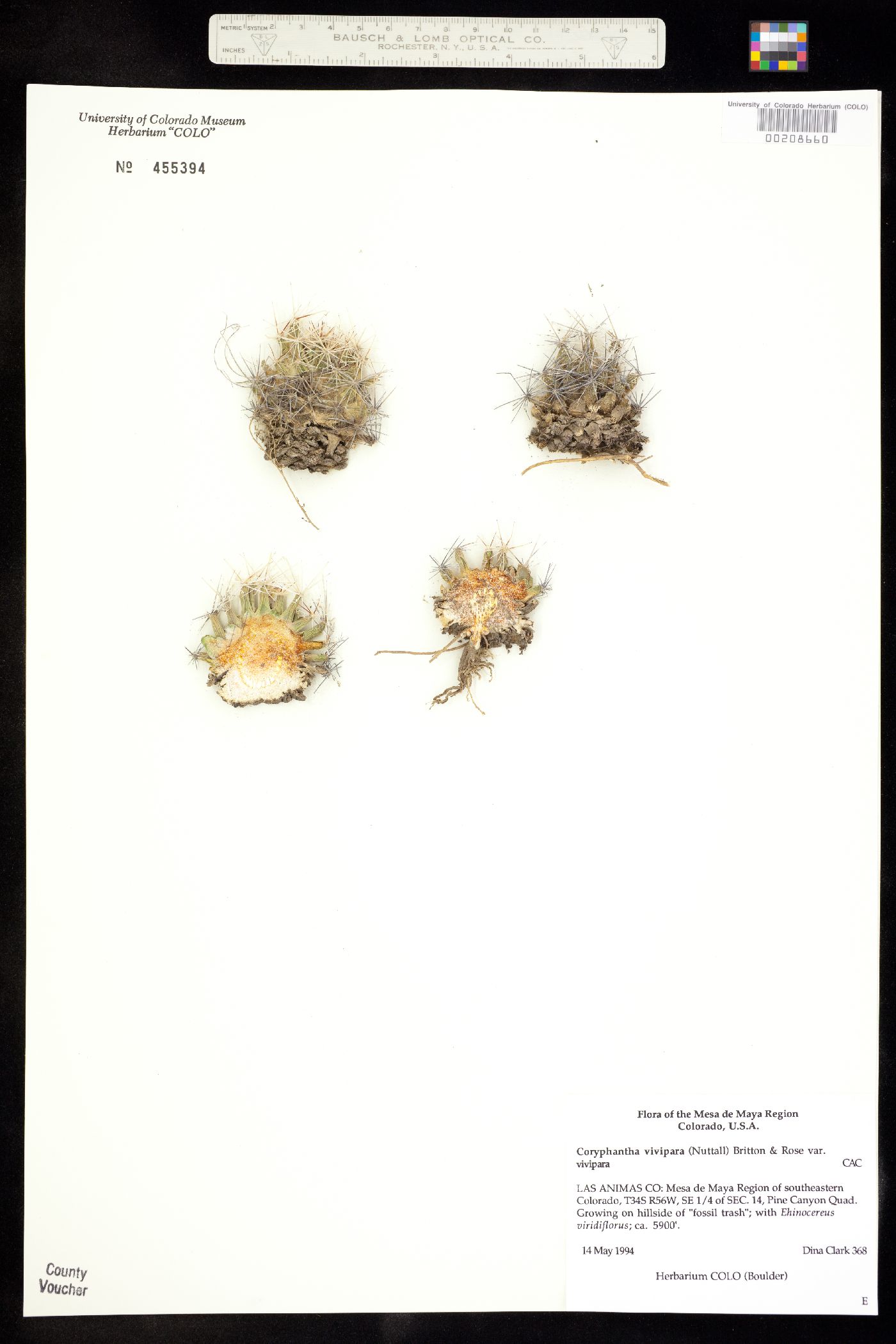 Coryphantha vivipara var. vivipara image