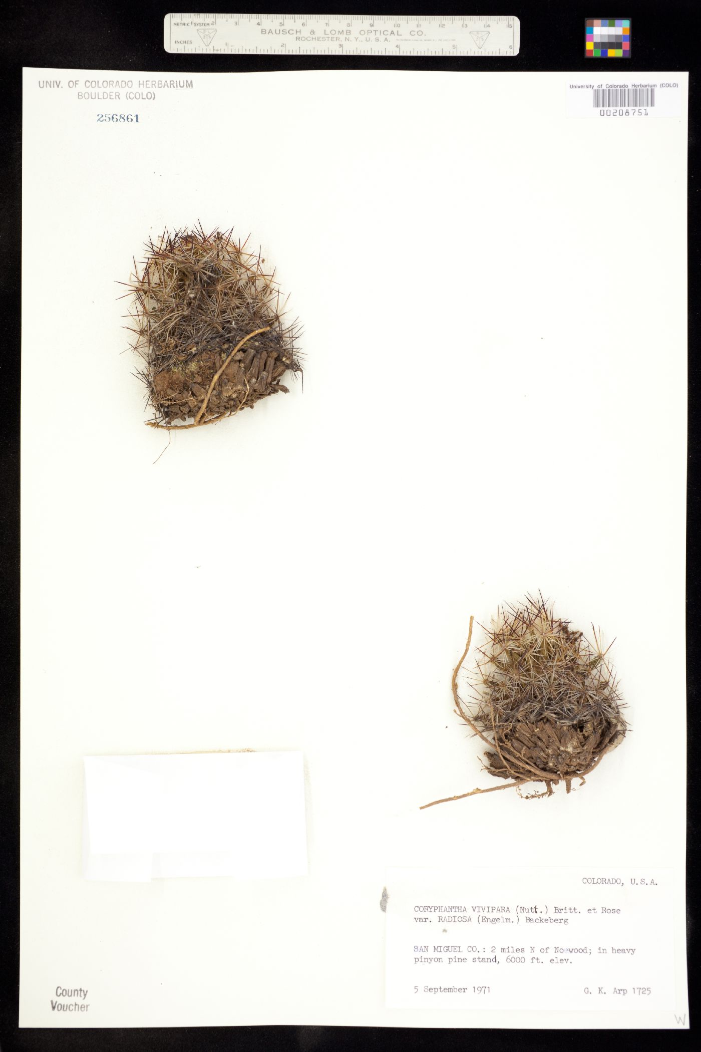 Escobaria vivipara image