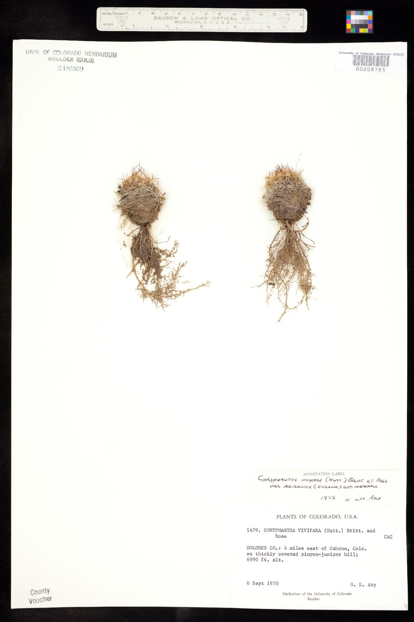 Escobaria vivipara image