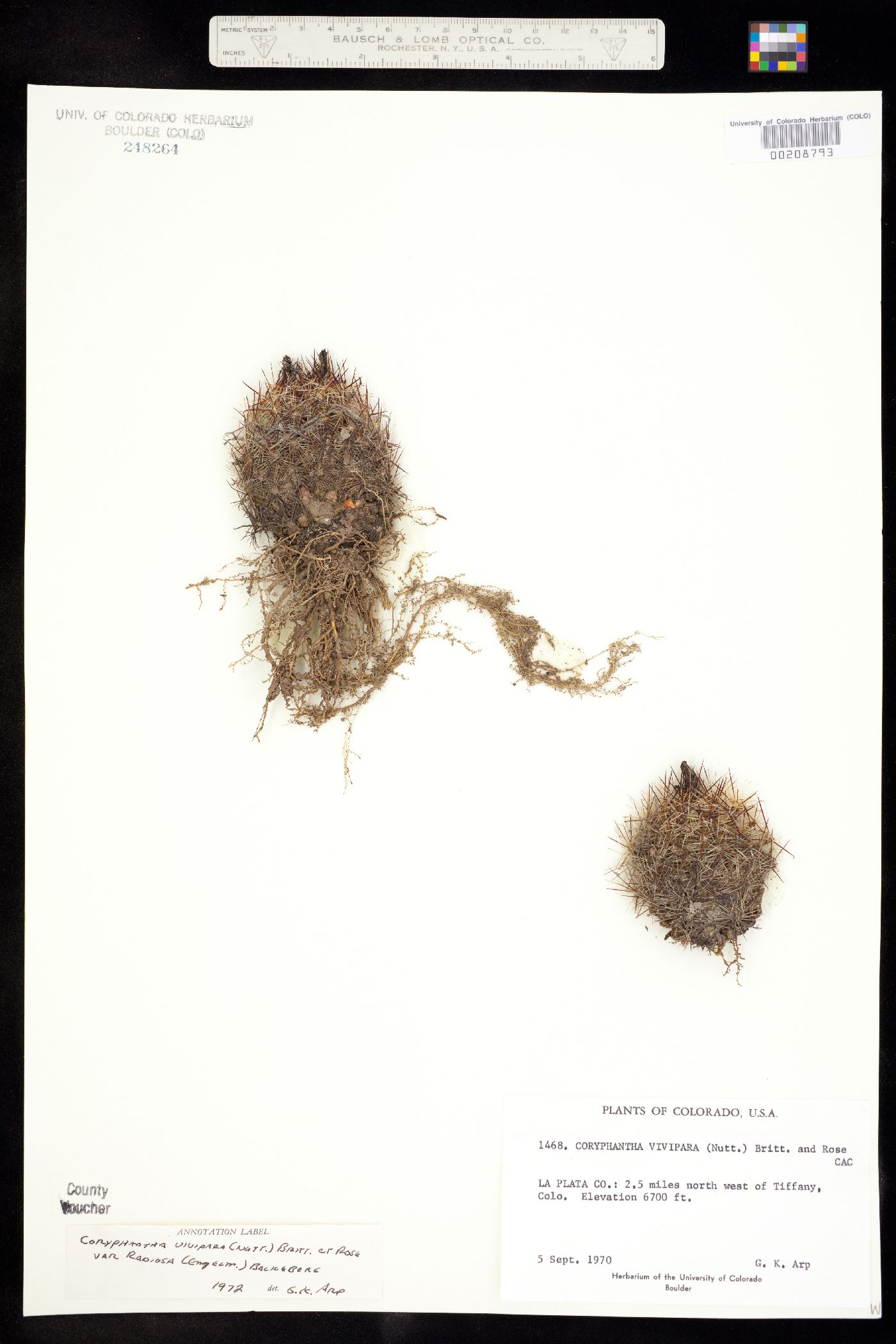 Escobaria vivipara image
