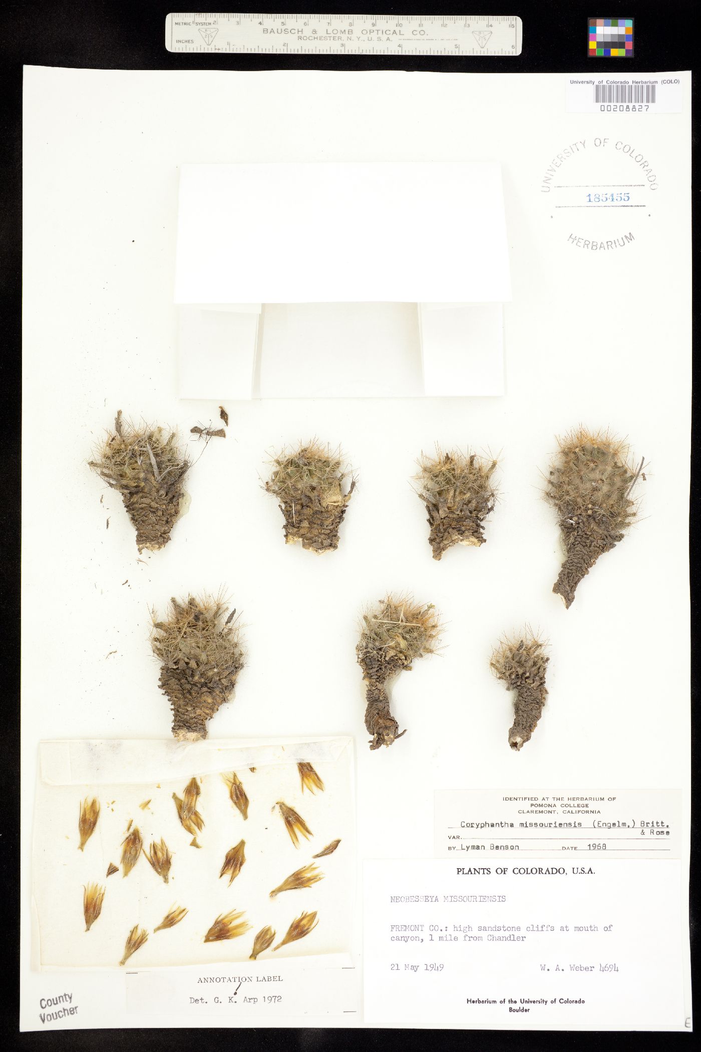 Escobaria missouriensis ssp. missouriensis image