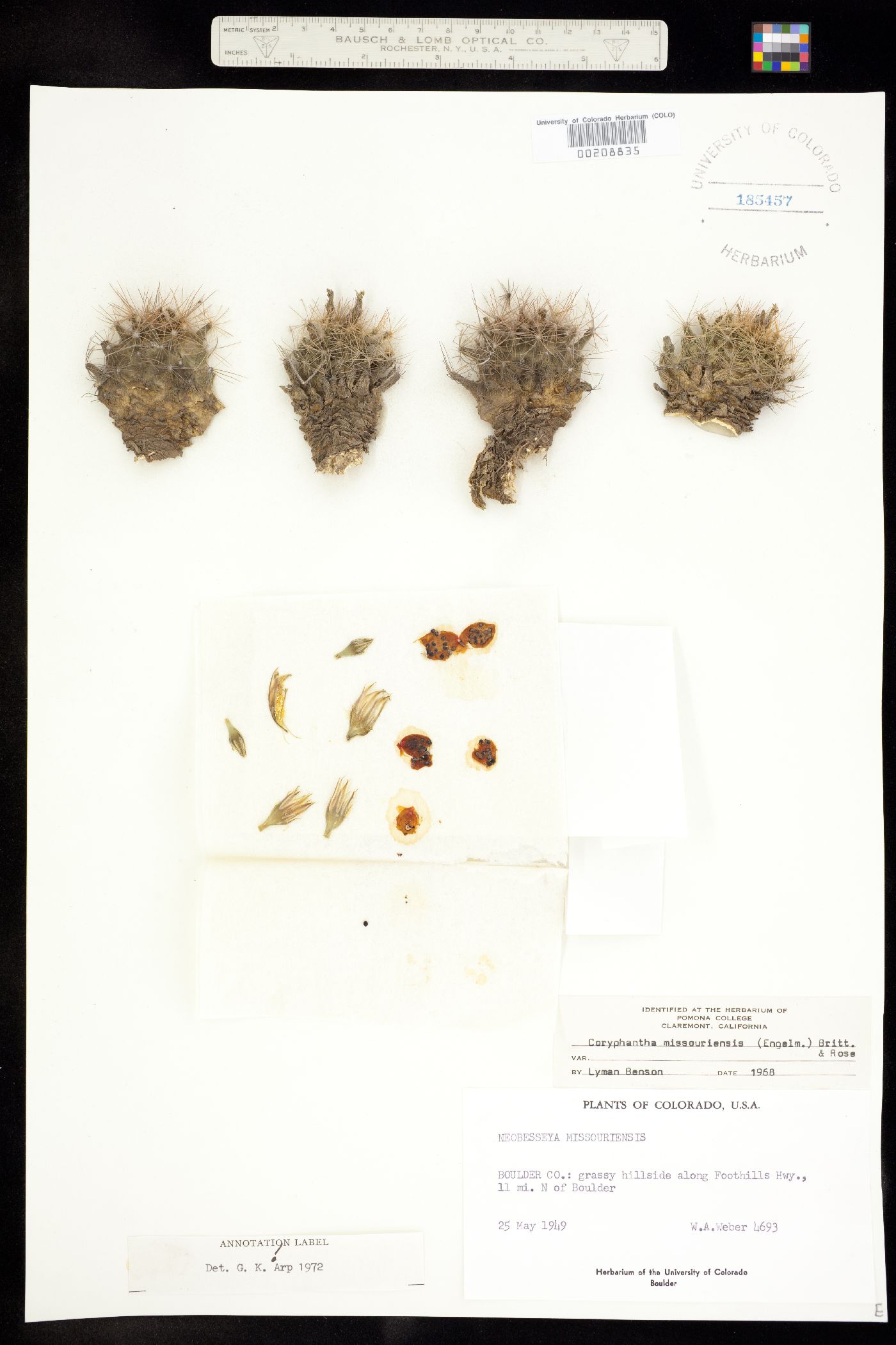 Escobaria missouriensis ssp. missouriensis image