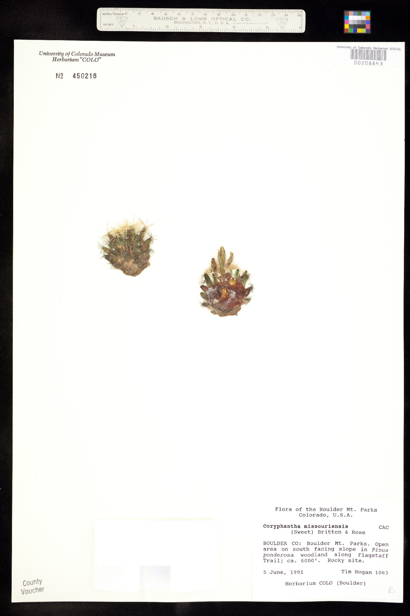 Escobaria missouriensis ssp. missouriensis image