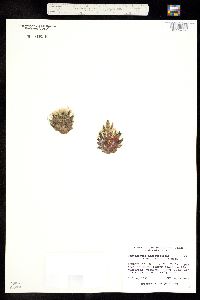 Image of Mammillaria missouriensis
