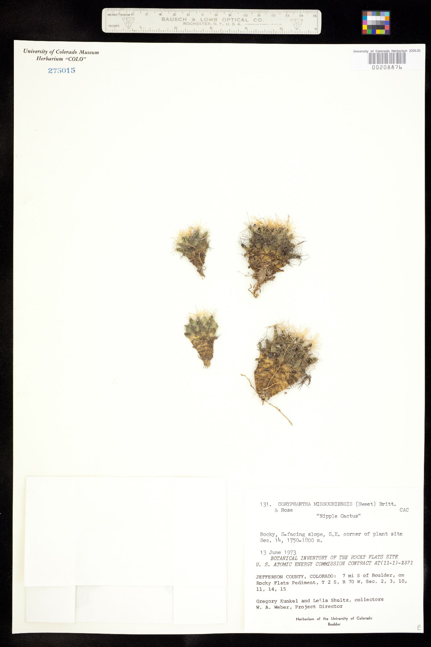 Escobaria missouriensis ssp. missouriensis image