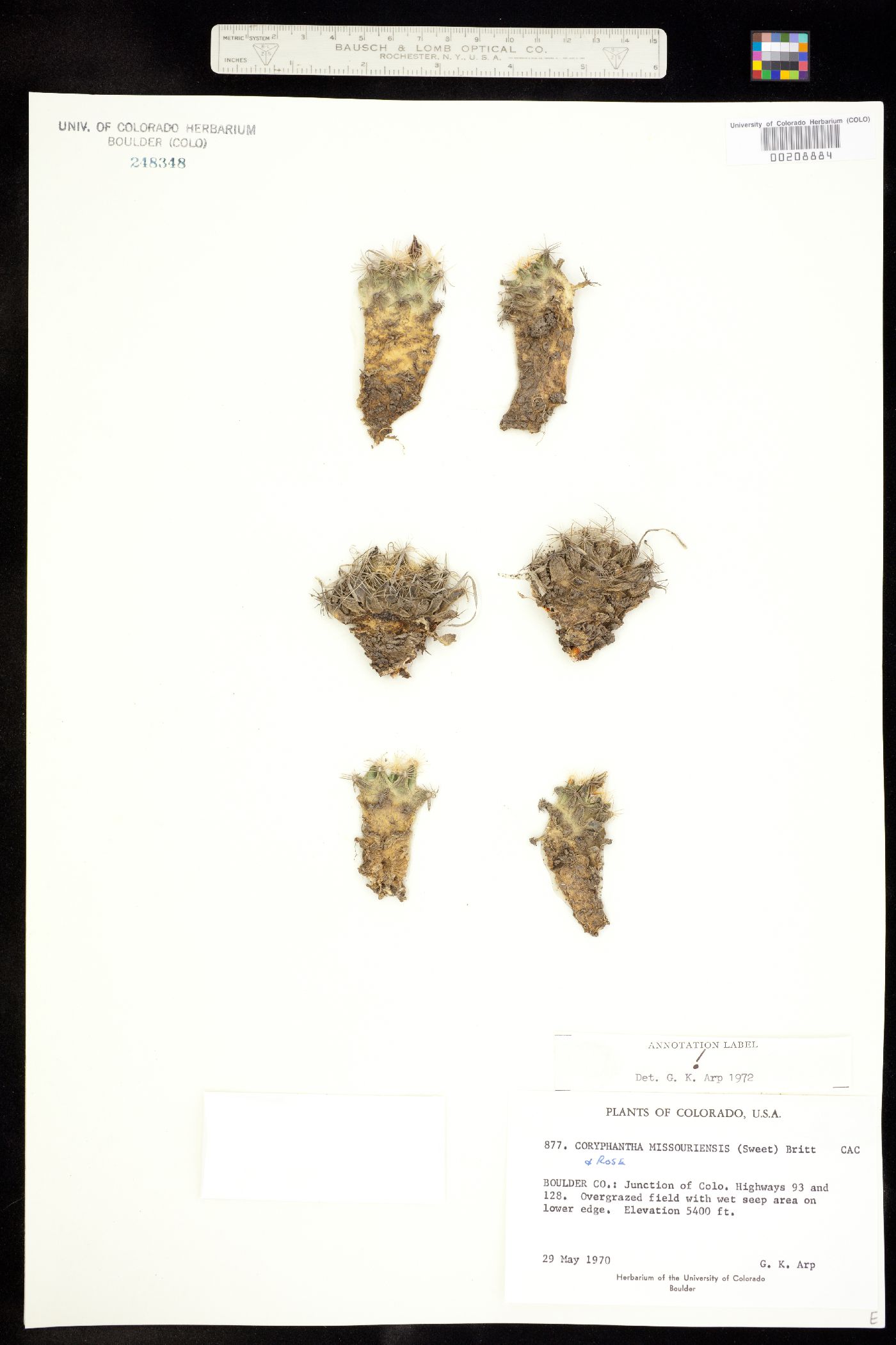 Escobaria missouriensis image