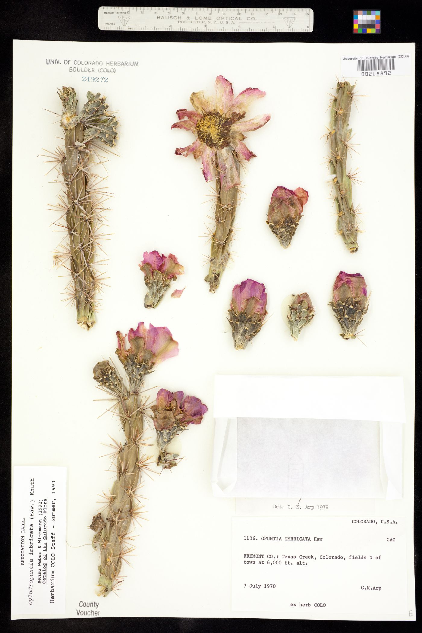 Cylindropuntia imbricata image