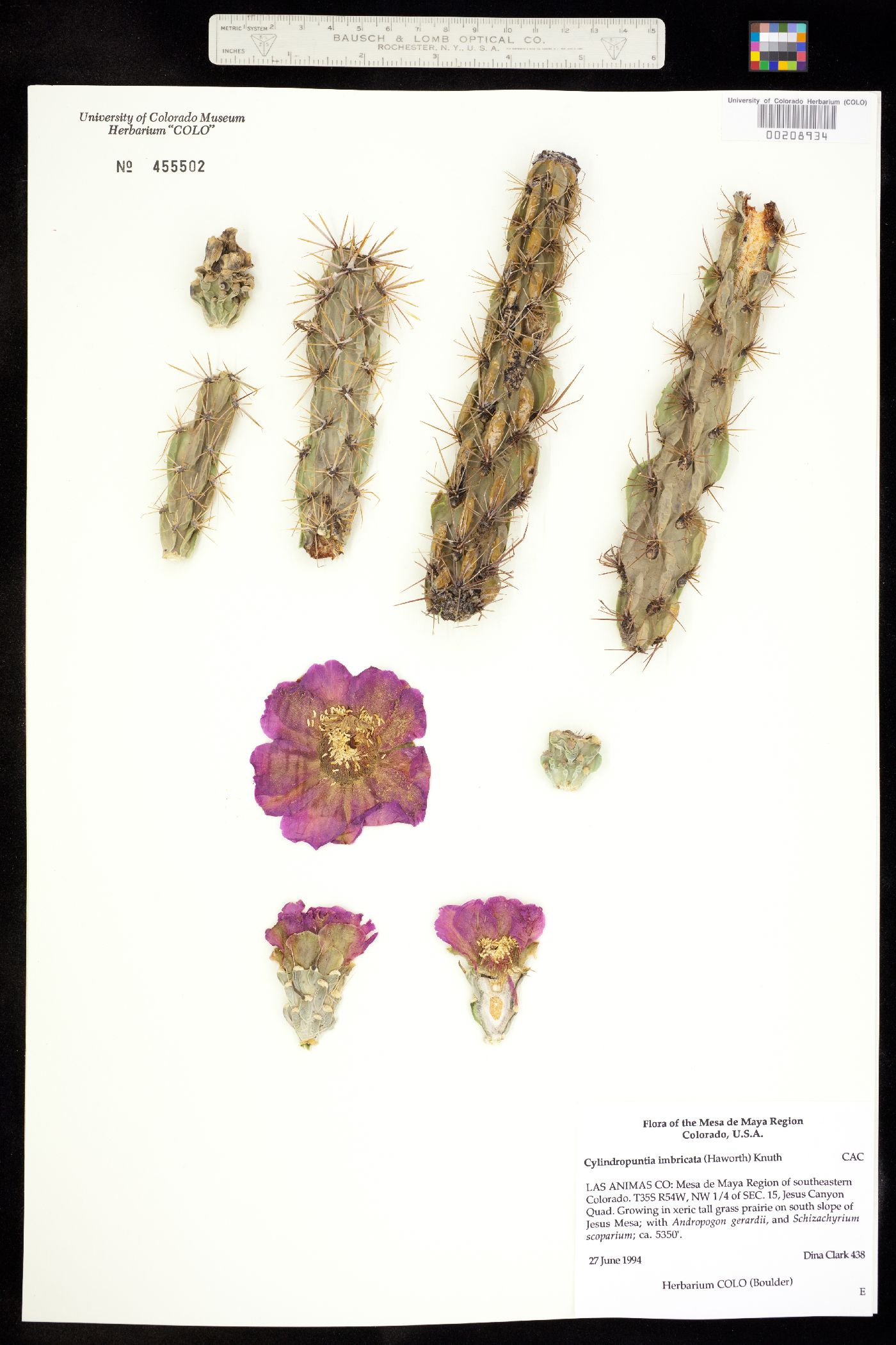 Cylindropuntia imbricata image