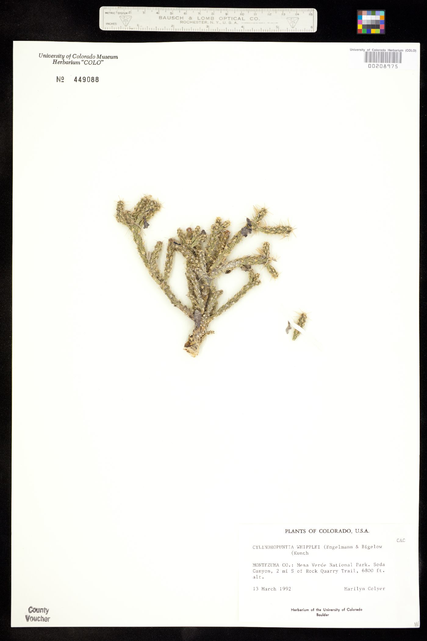 Cylindropuntia whipplei image