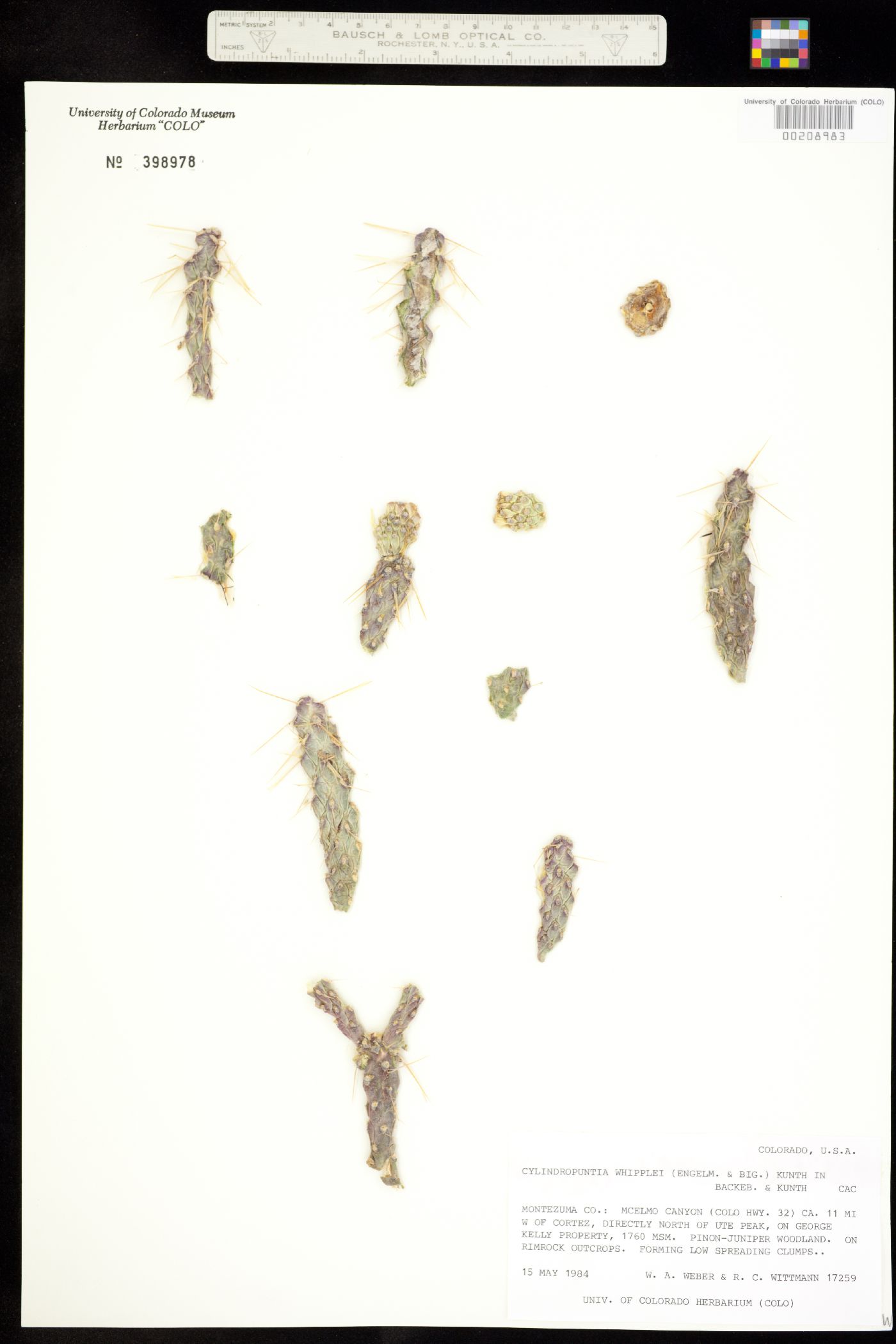 Cylindropuntia whipplei image