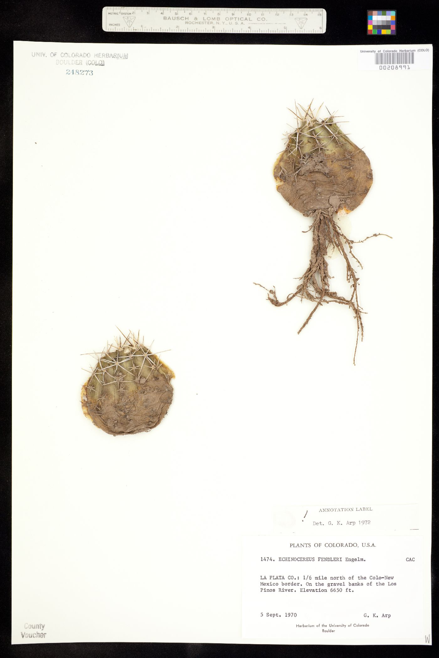 Echinocereus fendleri image
