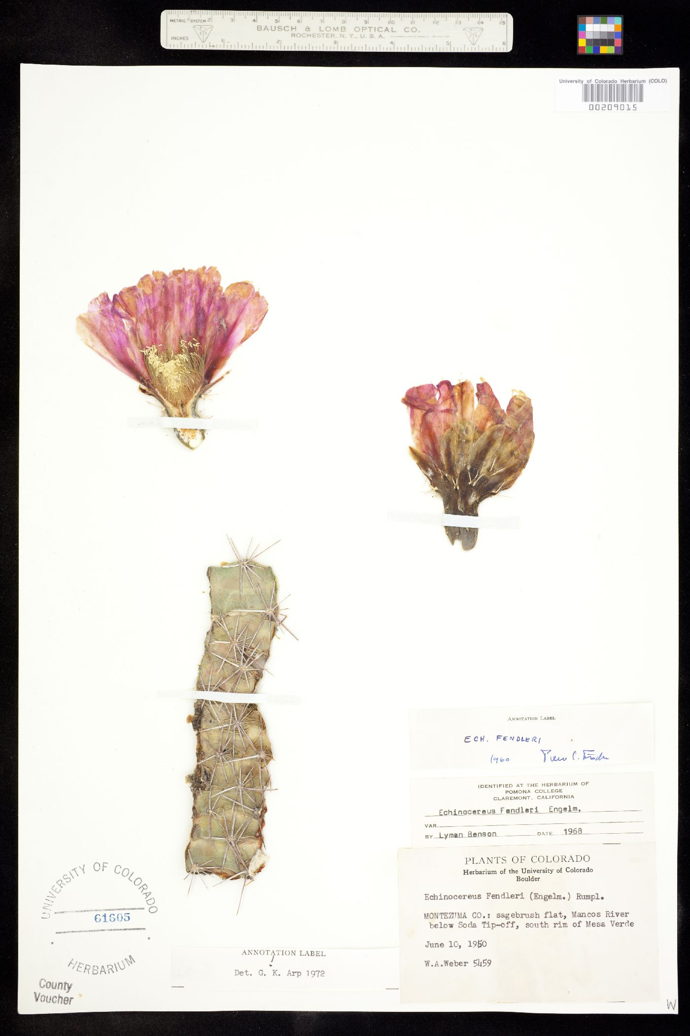 Echinocereus fendleri image