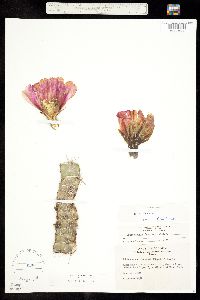 Echinocereus fendleri image