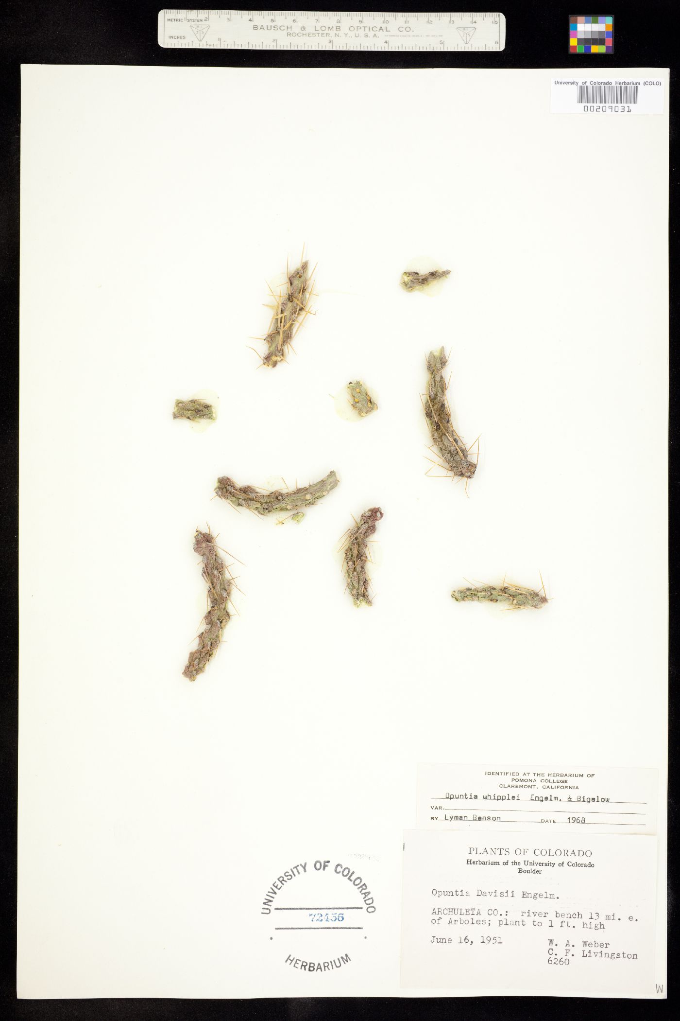 Cylindropuntia whipplei image