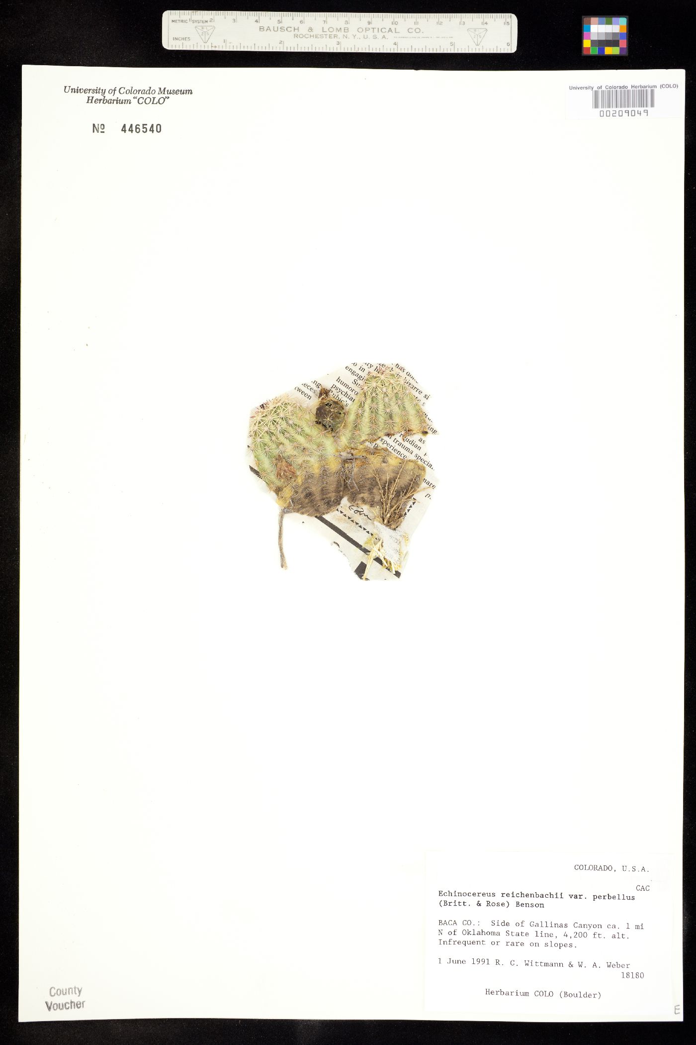 Echinocereus reichenbachii var. perbellus image
