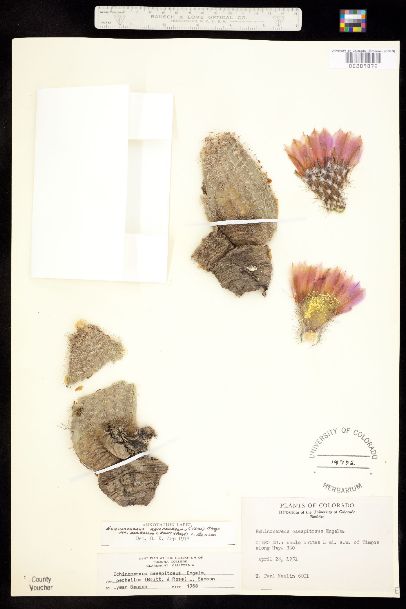 Echinocereus reichenbachii var. perbellus image