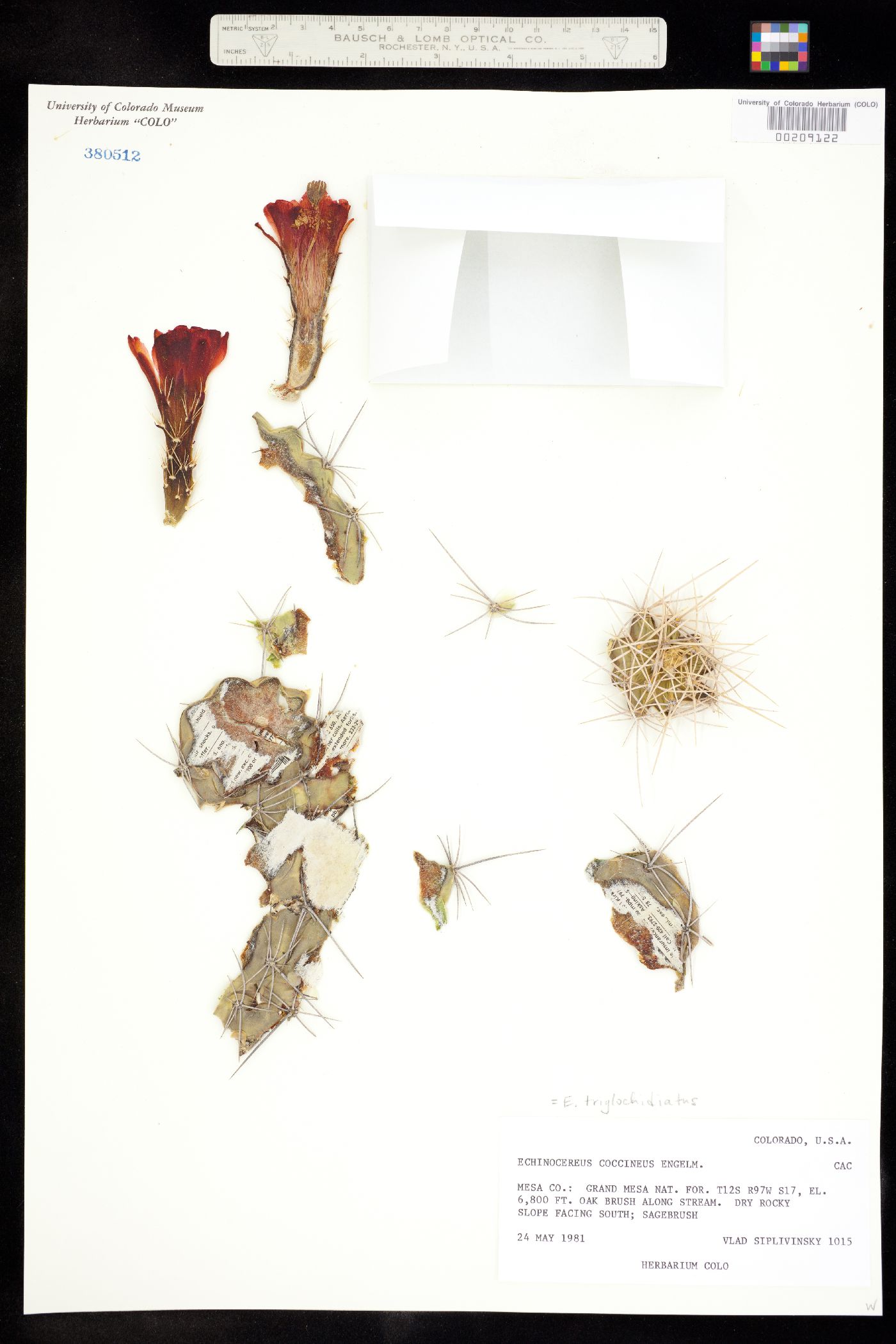Echinocereus image